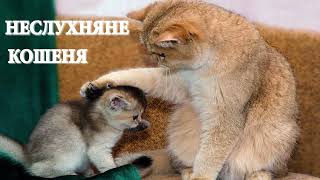 Аудіоказка українською / Неслухняне кошеня / Казка на піч