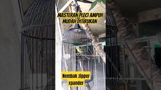 Masteran Pleci Nembak Zipper Xpander kicaumania pleci masteranburung