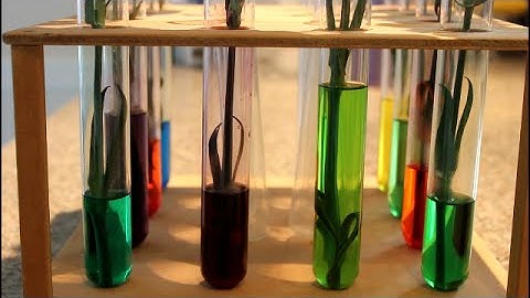 Colored Flower Experiment! Family & Kids Learning Activity (Fun with Plant Transpiration)