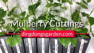 Propagating Thai Dwarf Mulberry - 8 Weeks After Planting Cuttings