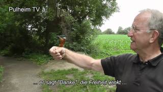 Eisvogel - die kleine Geschichte