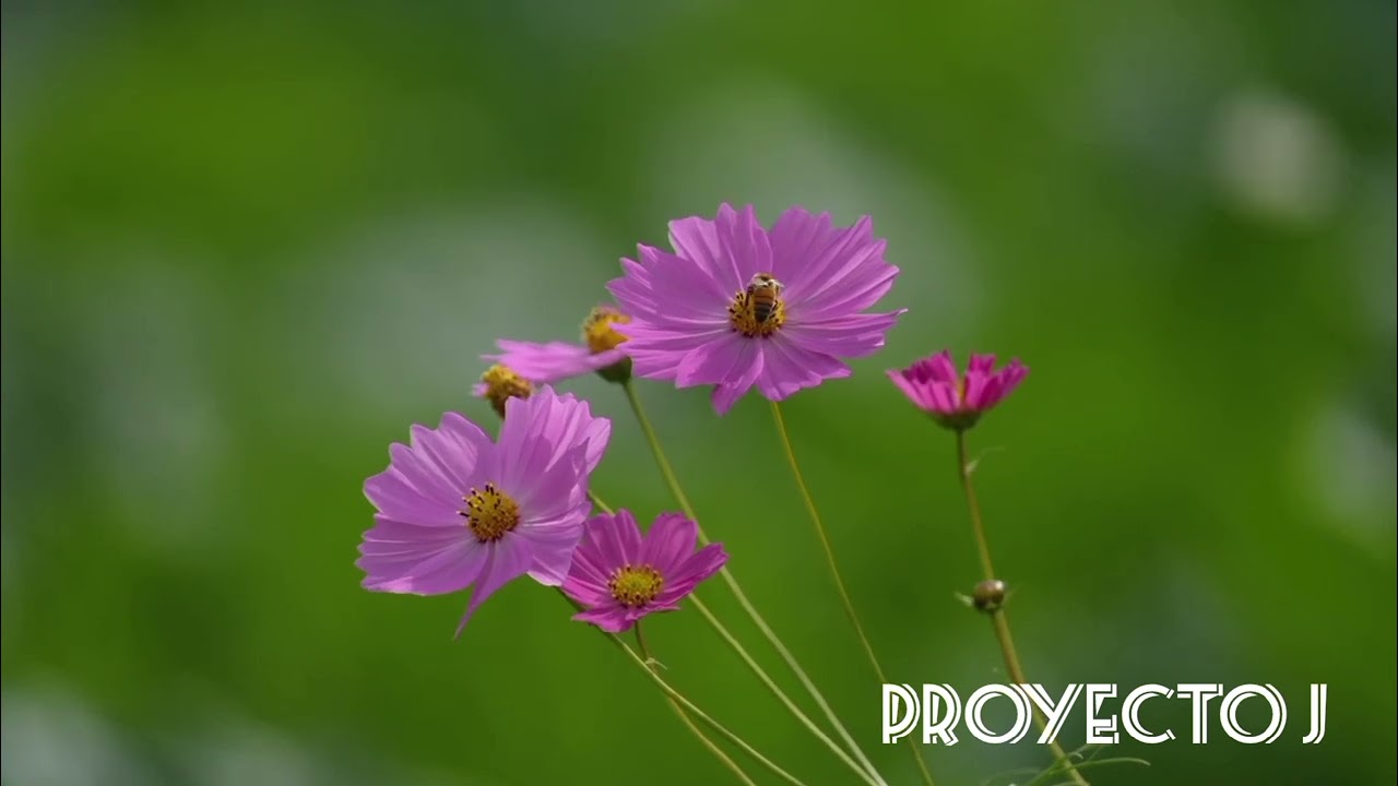 𝑱𝒆𝒔𝒖𝒔 𝒕𝒆 𝒒𝒖𝒊𝒆𝒓𝒆 𝒂𝒚𝒖𝒅𝒂𝒓 _ 𝑹𝒐𝒙𝒂𝒏𝒂 𝑪𝒐𝒏𝒕𝒓𝒆𝒓𝒂𝒔_ 𝑷𝒊𝒔𝒕𝒂 𝒌𝒂𝒓𝒂𝒐𝒌𝒆 2025