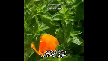 سورة الإخلاص | الشيخ فارس عباد،، تلاوه خاشعه*- اللهمّ إنّك عَفو كريمٌ تُحب العَفو فاعفُ عنّا ..✨*(1)