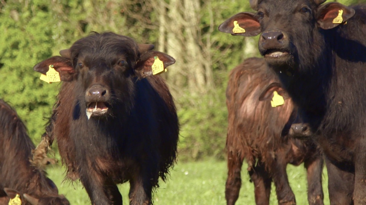 Craic 'n Food + Drink Tour