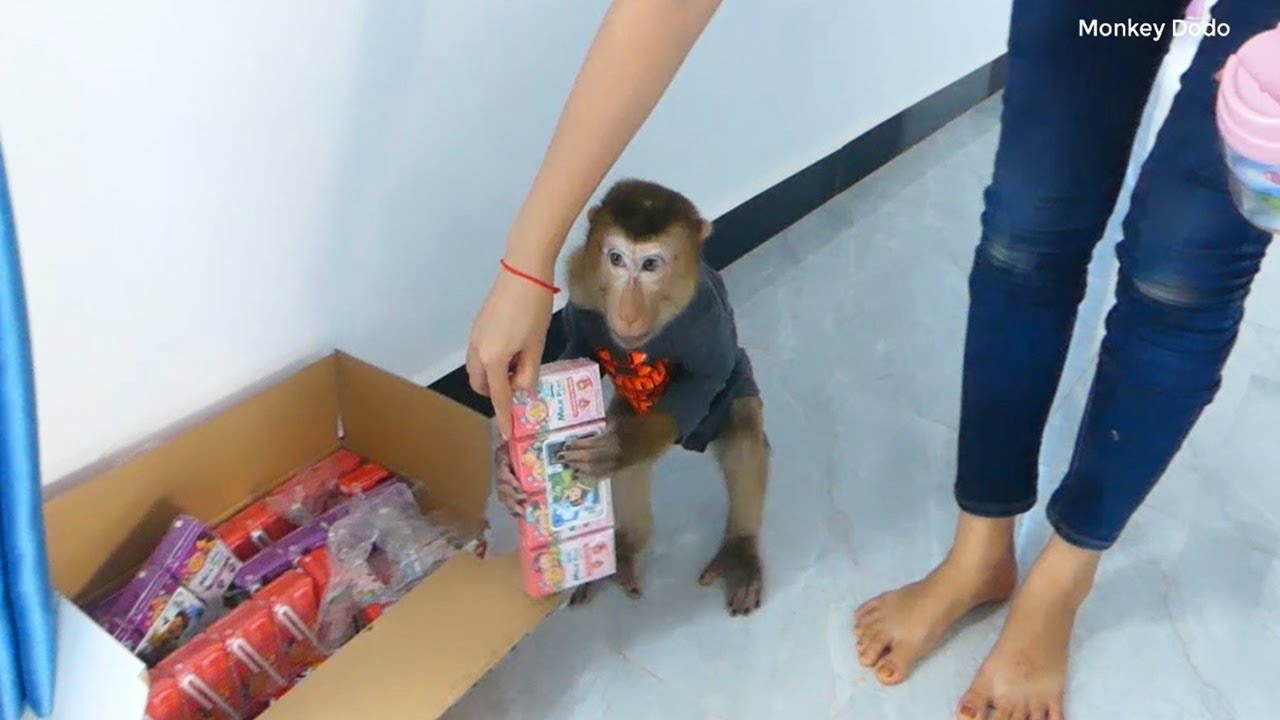 Dodoo Walkinq To Take Milk And Drink To Make M0re Energy At Kitchen