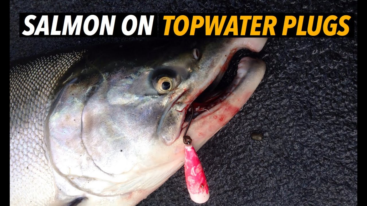 Salmon on Topwater Bass Plugs (INSANE!) 