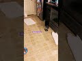 Random cat video #funnycats