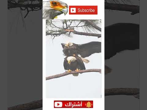 تزاوج الصقور تزاوج الصقر بطريقه مختلفه سبحان الله
