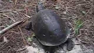 Florida box turtle digging her nest