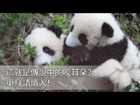 《熊貓早晚安》這就是傳說中的咬耳朵？單身請慎入！ | iPanda