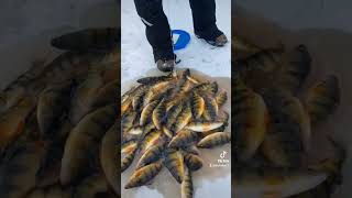 Nice Mess of Fat Late Ice Perch #icefishing #yellowperch #ужинобеспечен