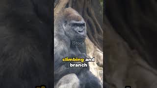 Celebrity Why are Gorillas so STRONG Compared to Humans Net Worth