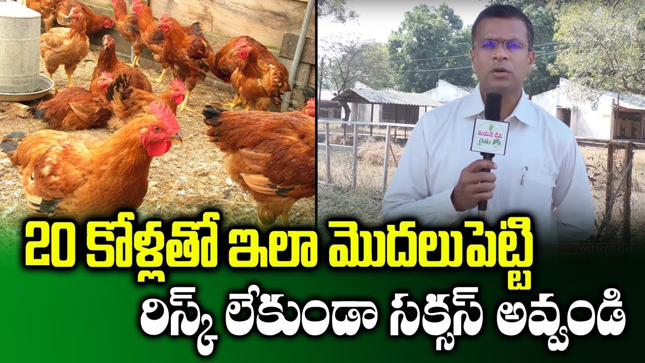 How to Start Poultry Farming Business with 20 Hens || Profits in ...