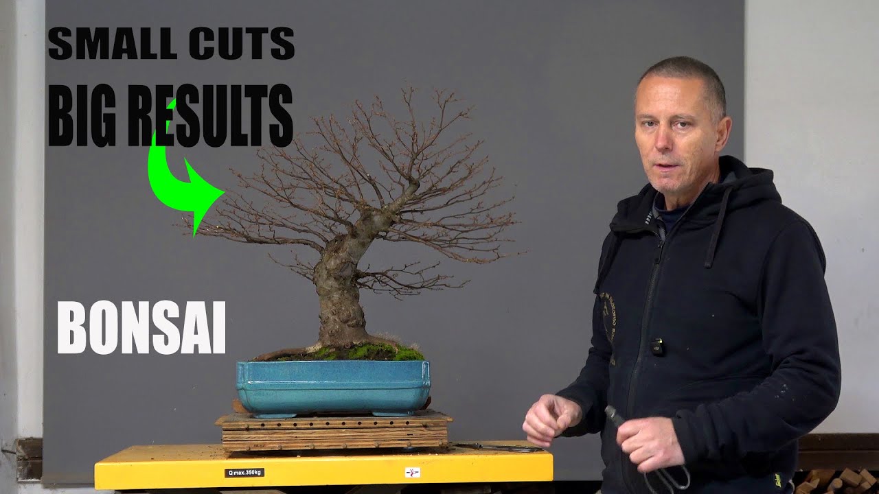 How tiny Cuts made Big Results: Refining Two Native Bonsai