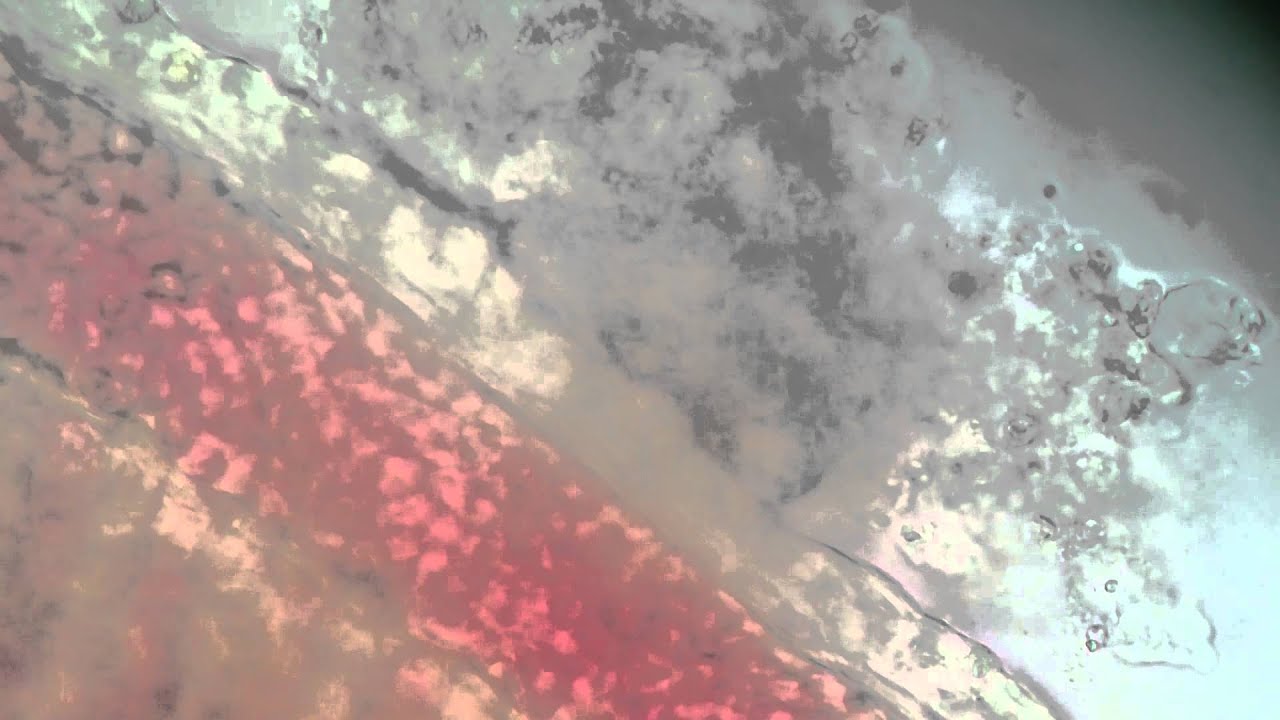 Trypanosomes in loricariid