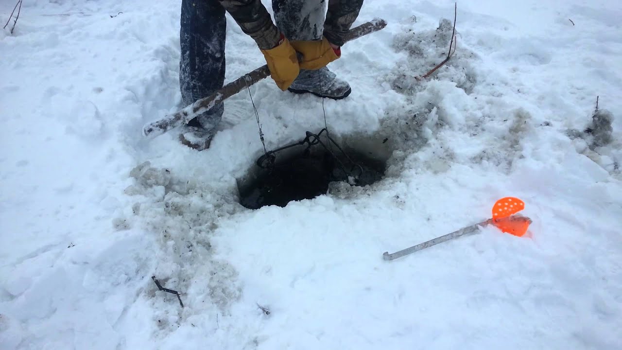 Beaver trapping under ice YouTube