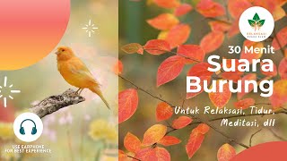 30 Menit Suara Burung di Hutan yang Menenangkan