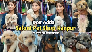 Cheapest Dog Market In Kanpur | Kanpur ki Best Pet Shop | Dog Adda Kanpur | Kanpuriya Chaaru