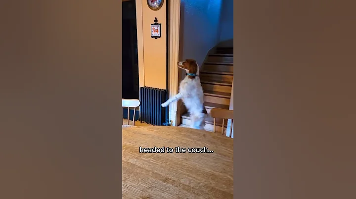 A dog that can walk on two legs? Yes, this really happened! #funnydogvideos #doglife #dexterdogouray