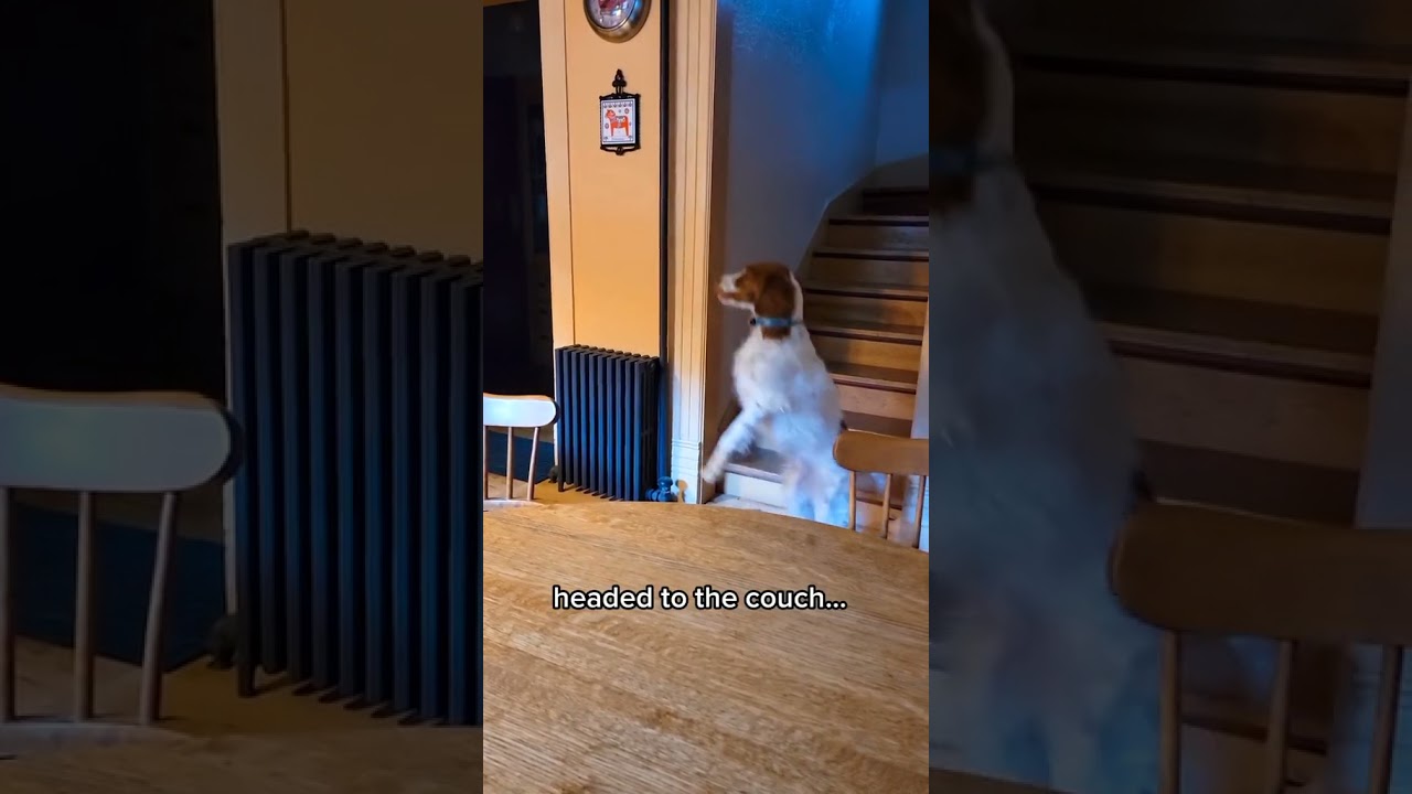 A dog that can walk on two legs? Yes, this really happened! 