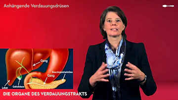 Welches sind die Verdauungsdrüsen?