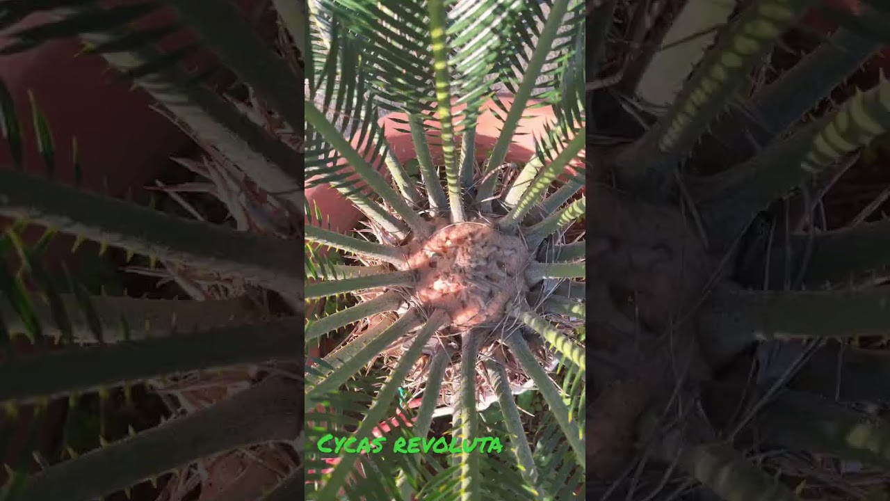 Cycas revoluta 