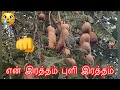 என் இரத்தம் புளி இரத்தம் எங்கள் வீட்டு தோட்டத்தில் புளியமரம் I Cant Bare this😢 Tamarind Kodumai