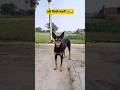 पढ़ी लिखी बकरी 🐐😂 #funny #comedy #goats #dogs #viralvideo #shortvideo 😂😂