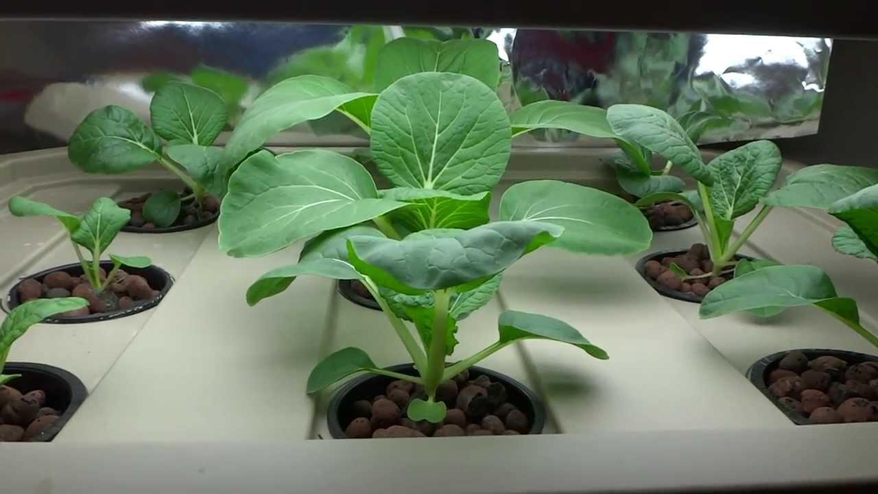 Beginner Hydroponic Kratky Method - Pak Choi 02 - YouTube