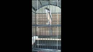 Download Lagu MASTERAN CENDET PASTI IKUT GACOR DOR MP3