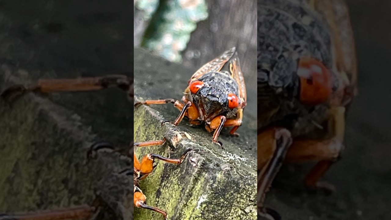 Say hello to Brood XIX or the 5th trumpet 🤷 