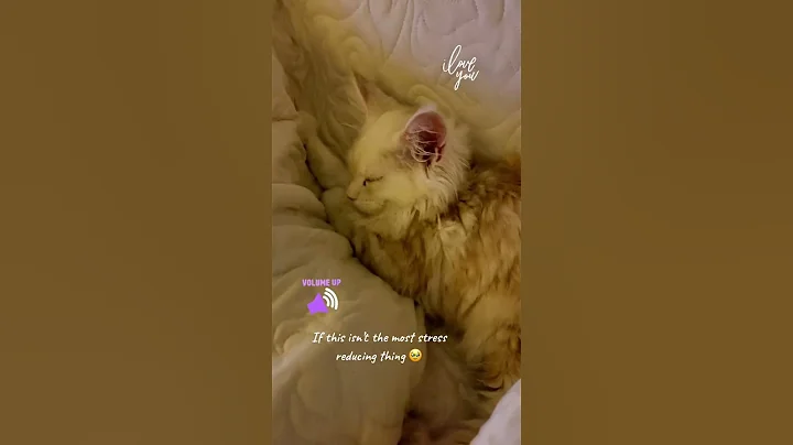 Video 8269171: mainecoons mainecoonkitten, maine coon kitten purring, maine coon kitten sleeping, boy mainecoon