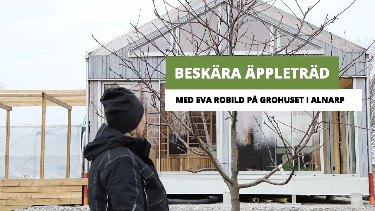 Beskära äppleträd med Eva Robild på Grohuset - Hemmaodlat