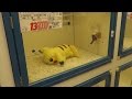 YO QUIERO UN PIKACHU DE MASCOTA | Pablo Matsumoto