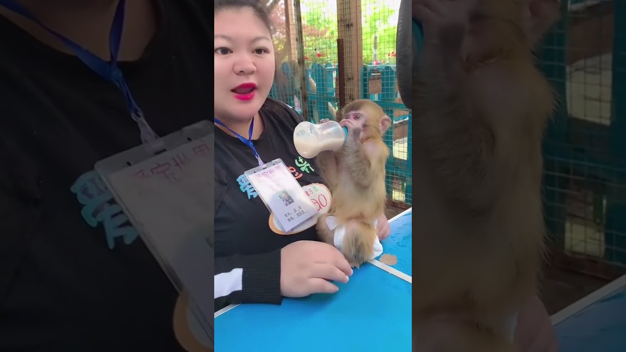 Adorable baby monkeys drinking milk and enjoying fruit