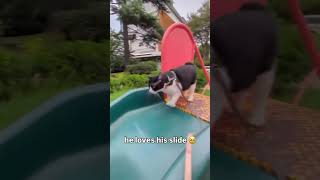 Kittyo Loves The Little Slide News Like Prvnci