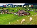 SWITZERLAND VILLAGE LIFE IN SEPTEMBER APPENZELL SWISS COW S RETURN HOME FROM ALPINE 