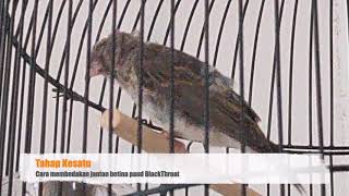 Tips Cara Mudah Membedakan Burung Blackthroat Jantan Betina Paud Youtube