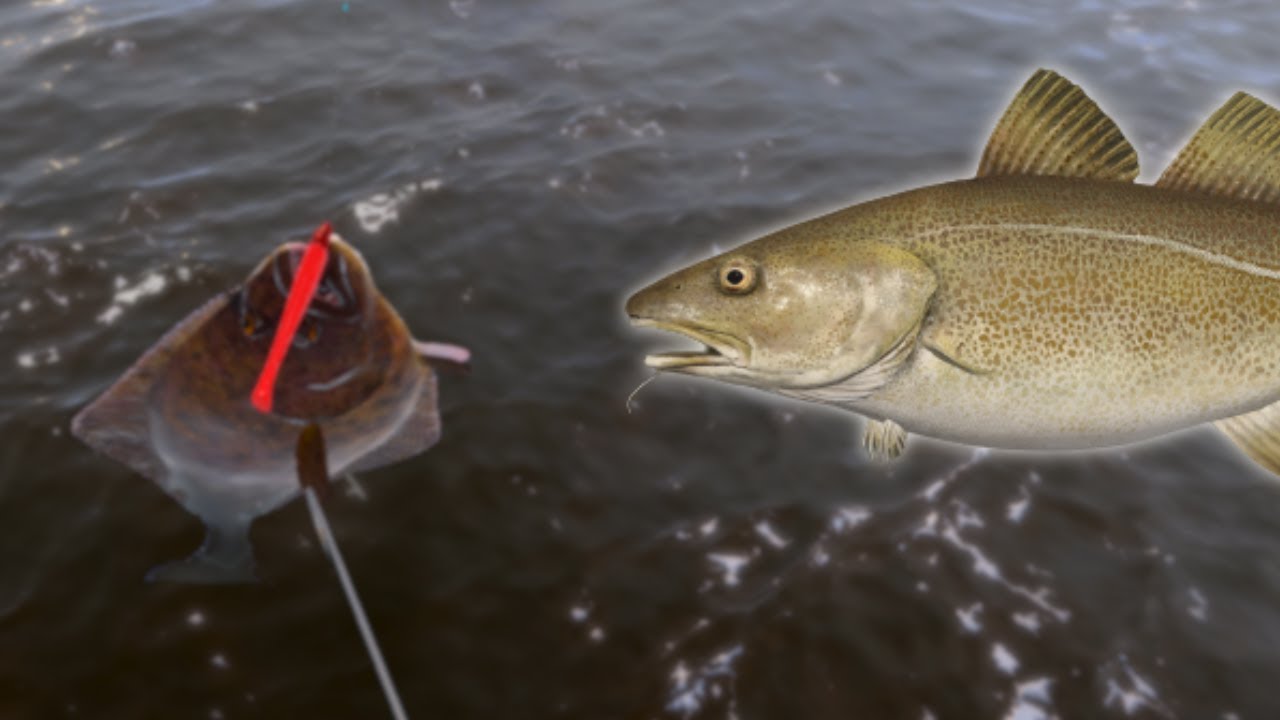 HALIBUT & ATLANTIC COD FISHING SPOT! 806 Russian fishing 4 YouTube