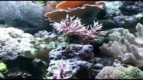 الشيخ ماهر المعيقلي سورة يوسف {قال إنما أشكو بثي وحزني إلى الله} حالات واتس آب آيات قصيرة