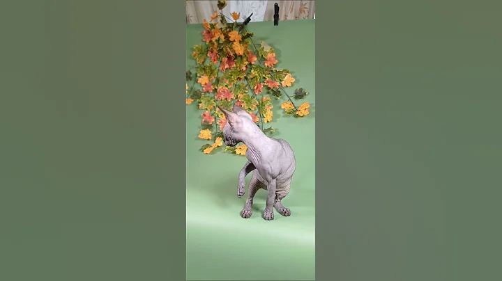 Watch the video about Adorable and Charming Canadian Sphynx Girl