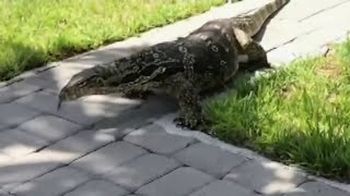 Giant Monitor lizard terrorizes Florida family