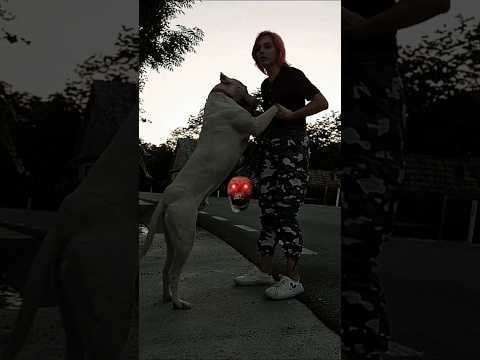 This Is How Dogo Argentino Dogs Look After They Grow Up Pitbull Dogs 18 Dogoargentino Shorts 