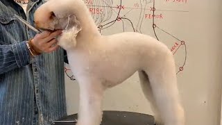 Bedlington Dog Grooming  Puppy Groomy