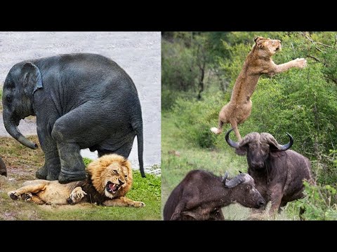 30 حيوان هاجموا الخصم الخطأ رد فعل الخصم سيصدمك