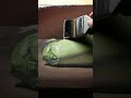完成した油絵にニスを塗ってツヤを与える Varnishing an Oil painting #shorts
