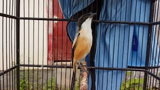 CENDET GACOR ISIAN MURAI KACER GEREJA TEMBAKAN TAJAM