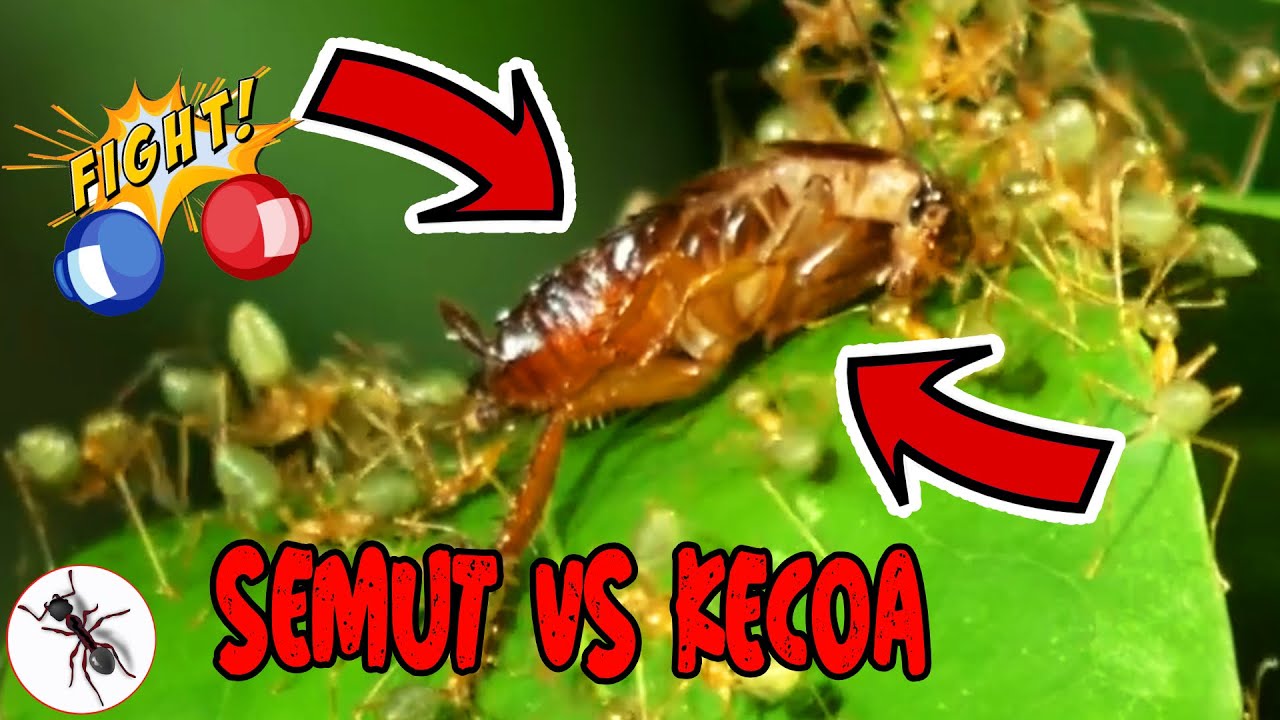 Pertarungan Semut Pohon Hijau Vs Kecoa | Versus | Serangga TV Channel