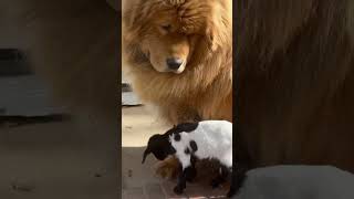 AM Bully VS Tibetan Mastiff #dog #dogoftheday #goat #dogs #funny #americanbully #trendingshorts