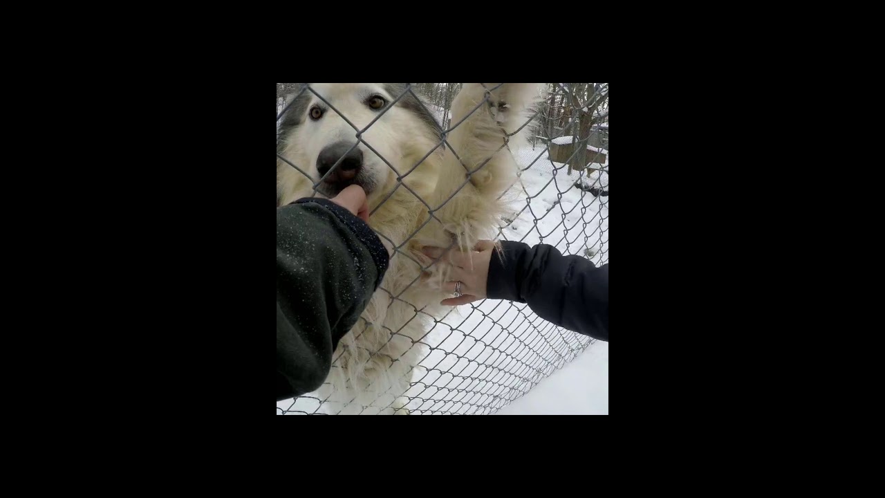 Picking Up Our Native American Indian Dog Newfoundland Aka St John